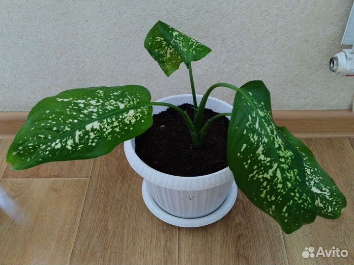 Комнатные цветы