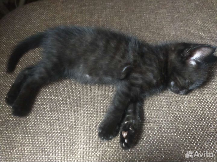 Кошка в дар