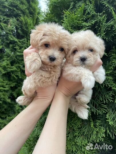 Щенки мальтипу f1 мини