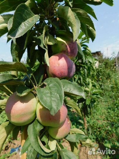 Саженцы Яблони колоновидной