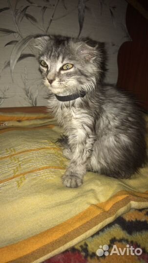 Котята хайленд фолд