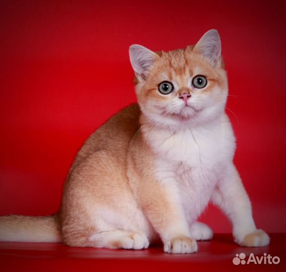 Малыши для вас