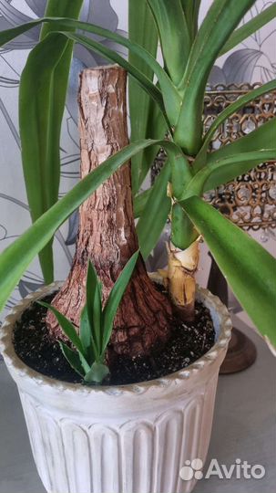 Пальма юкка вместе с горшком