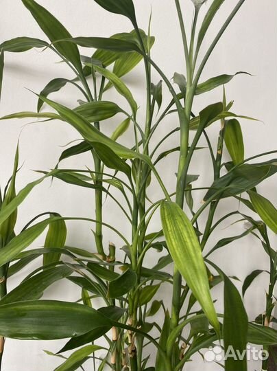 Растение тростник