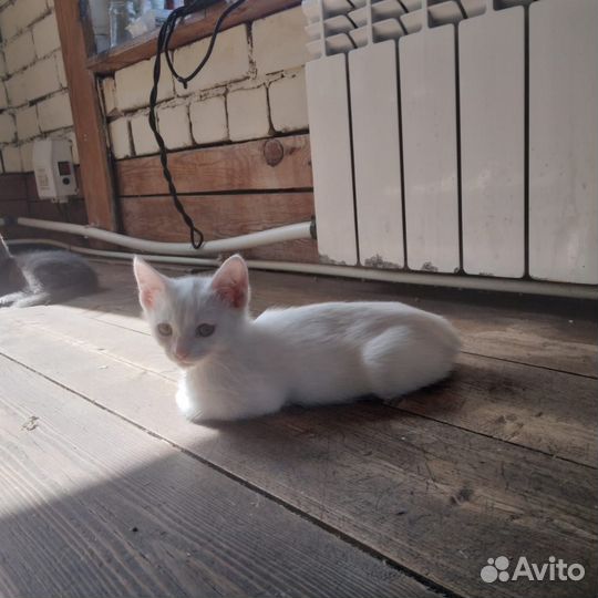 Котята в добрые руки даром