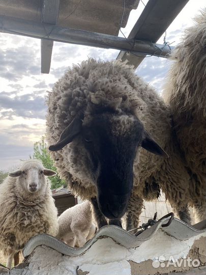 Баран живой