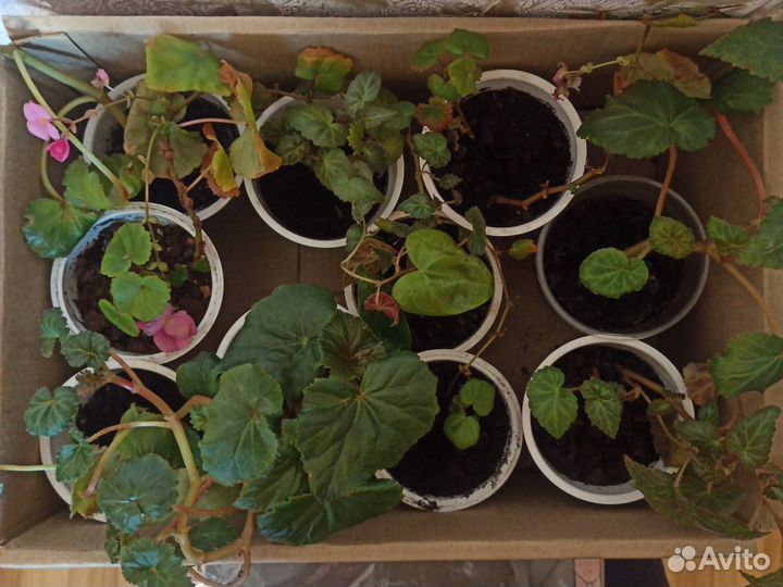 Бегонии разные