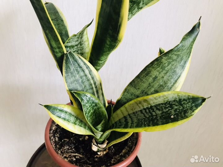 Сансевиерия Лауренти