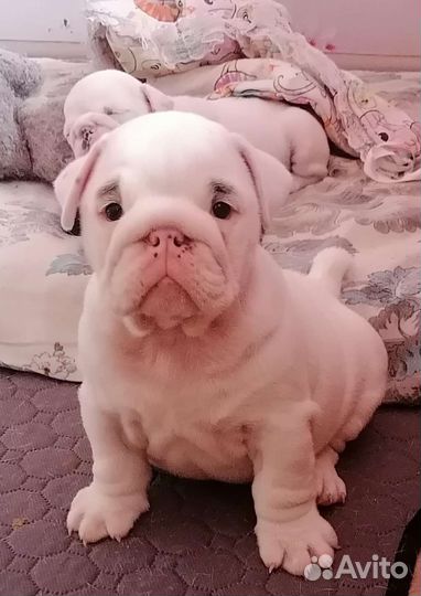 Белые щеночки