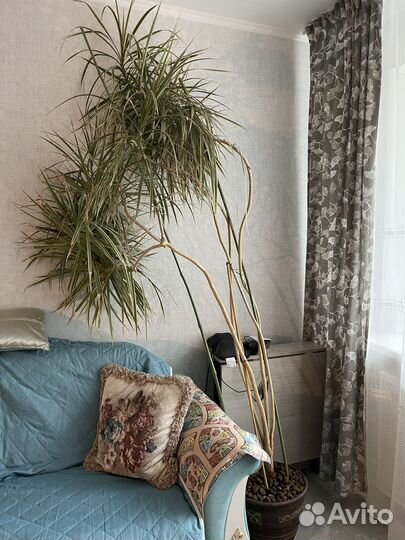 Продам цветы комнатные