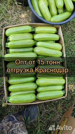 Кабачки оптом