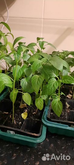 Рассада перцев