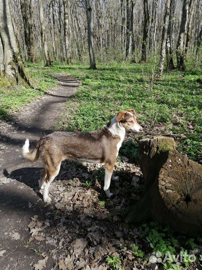 Девченка-щенок