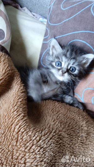 Котята бесплатно