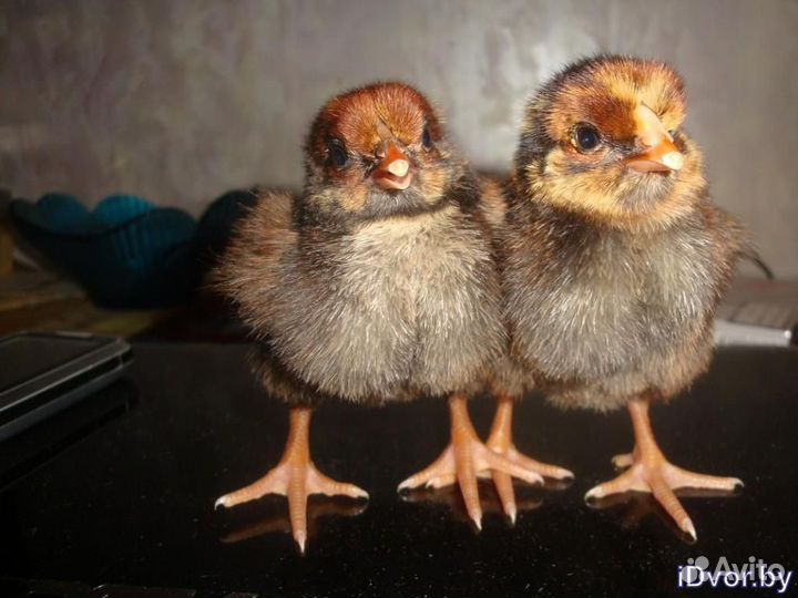Цыплята суточные