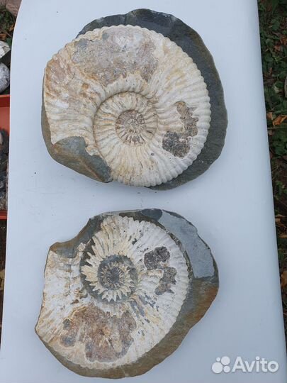 Окаменелости аммониты, аммонит