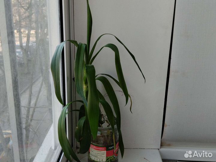 Пальма юкка