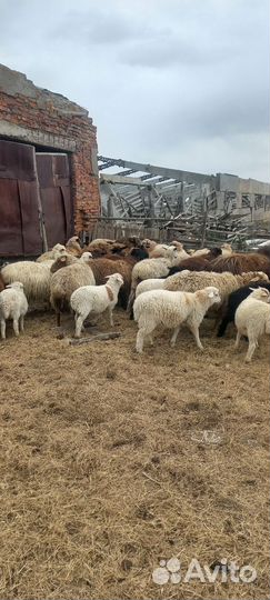 Овцы бараны ягнята оптом