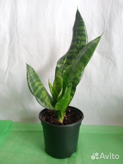 Пилеяmoon,Переромия,Филодендрон Биркин,Сансевиерия