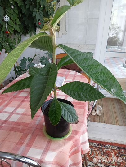 Саженцы мушмулы