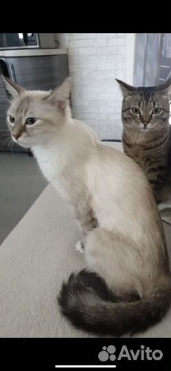 Кот бобтейл Сема и кошка Василиска