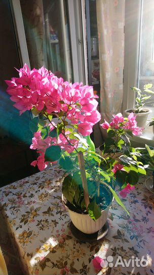 Бугенвиллия цветущая