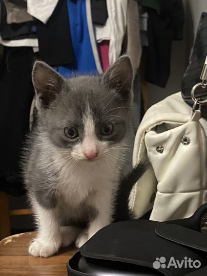 Котенок