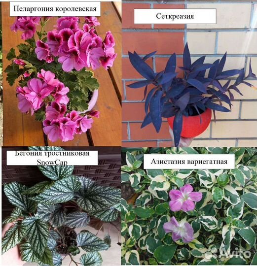 Большой выбор комнатных растений