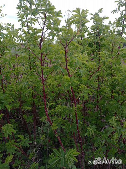 Саженцы шиповника