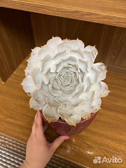 Суккуленты