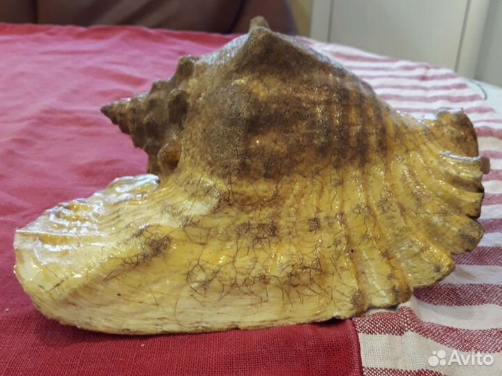 Большая морская раковина