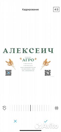 Элитные семена пшеницы сорт 