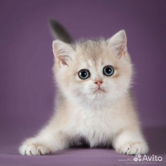 Котята британские голубое золото ay11