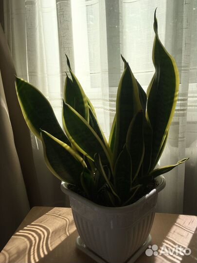 Комнатные домашние растения