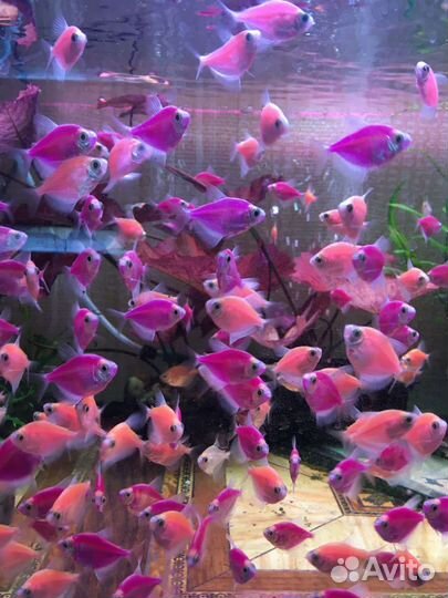 Рыбки аквариумные