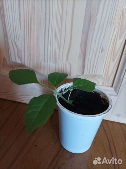 Комнатные цветы