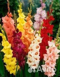 Микс из домашних гладиолусов