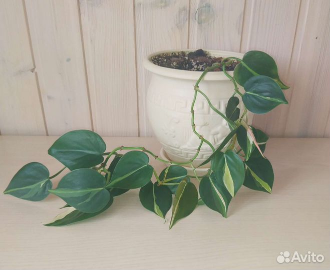 Филодендрон Медиопикта (триколор)