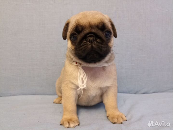 Щенки Мопса