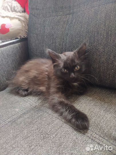 Котенок в добрые руки