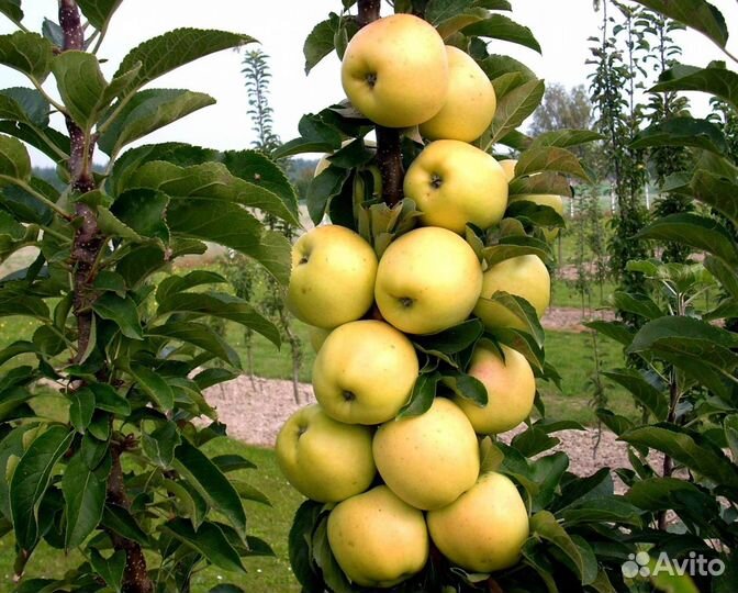 Саженцы яблони Медок