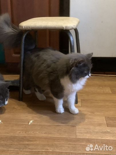 Норвежская лесная. Котик, 1год