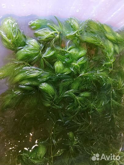 Роголистник в аквариум