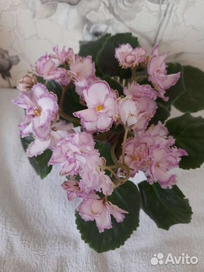 Сортовые фиалки