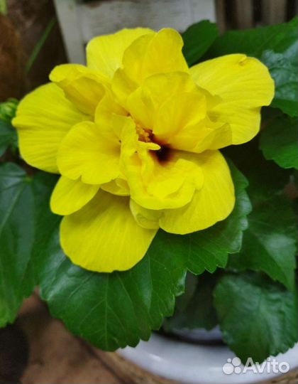 Сортовые гибискусы