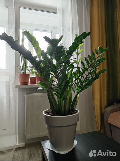 Замиакулькас