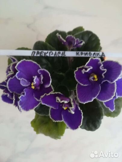 Сортовые фиалки детки и стартеры