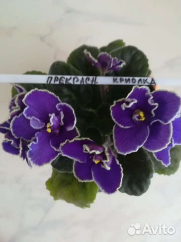 Сортовые фиалки детки и стартеры