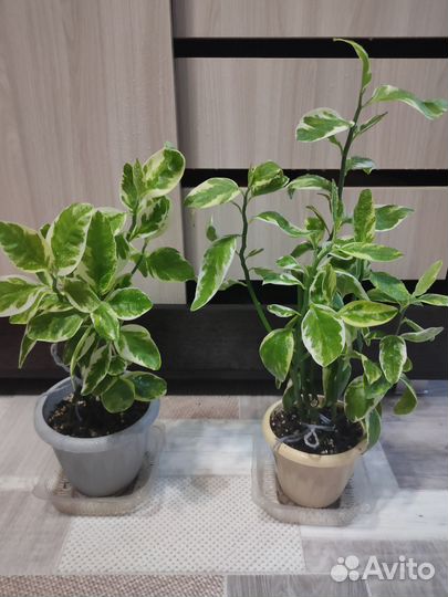 Педилантус