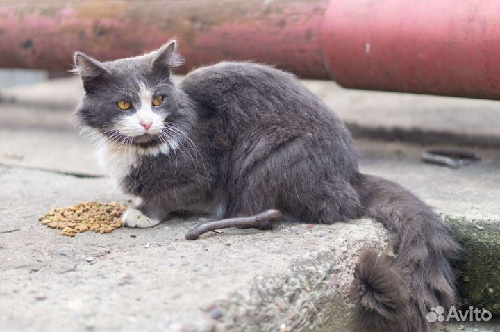Кот ищет дом